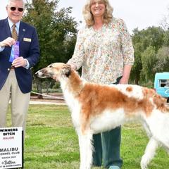 Grace - Borzoi