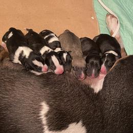 Bull Terrier puppies from Whitney Johnson