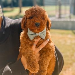 LINUS - Red  male Goldendoodle puppy in Iola, Texas from Supreme Doodles of Texas