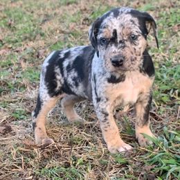 Girl 1 - Blue merle female Catahoula Leopard Dog puppy in Gadsden, Alabama from Rich Cat’s
