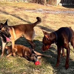 Belgian Malinois All Grown Up from Detto Fatto Malinois