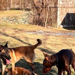 Belgian Malinois All Grown Up from Detto Fatto Malinois