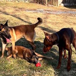 Belgian Malinois All Grown Up from Detto Fatto Malinois
