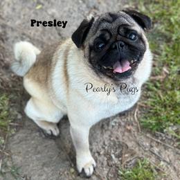 Presley - Fawn male Pug puppy in Summerville, Georgia from Pearly’s Pugs & Pollywog Poodles