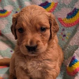 Fancy - Dark golden female Golden Retriever puppy in Sommerville, Texas from Artisan Retrievers