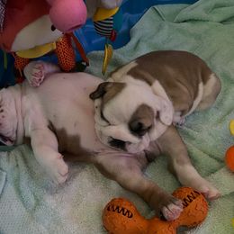Bulldog Puppies from Sweet Rolls