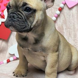 French Bulldog Puppies from Priscilla's Frenchies