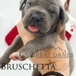 Bruschetta - Blue female Great Dane puppy in Sac City, Iowa from Northern Great Danes of Colorado & Iowa