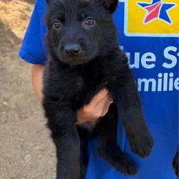 Pink - Black female German Shepherd puppy in Descanso, California from KVA Shepherds