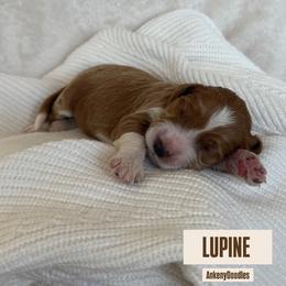 LUPINE - Parti male Goldendoodle puppy in Independence, Oregon from ANKENY DOODLES