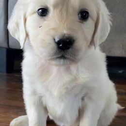 Golden Retrievers from Brownfield’s English Cream Golden Retrievers