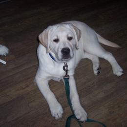 Labrador Retriever Puppies from Cougar Creek
