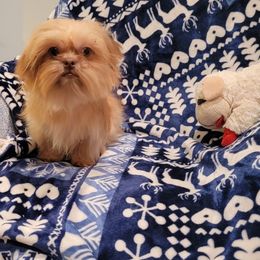 Little Pooh Tu - Liver male Shih Tzu puppy in Cartersville, Georgia from 100 Acre Woods Shih Tzu Plantation