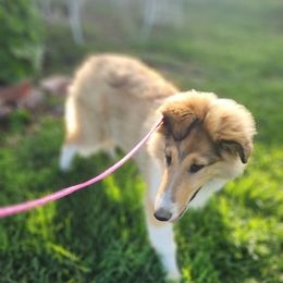 Chrysanthemum - Sable and white female Collie puppy in Bellflower, California from Prime Star Collies