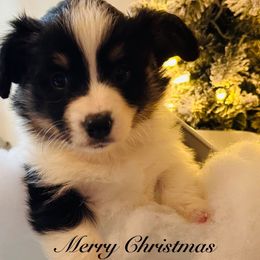 Brinkley - Black and tan female Pembroke Welsh Corgi puppy in Cashion, Oklahoma from Shabby Chic Corgis