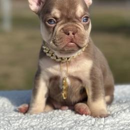 Valentino - Liver male French Bulldog puppy in Louisville, Kentucky from Fluffy Frenchie Cartel