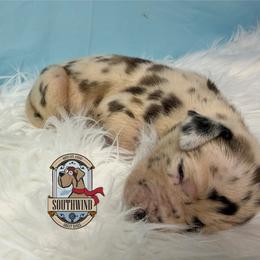 Bean - Harlequin female Great Dane puppy in White City, Kansas from Southwind Great Danes