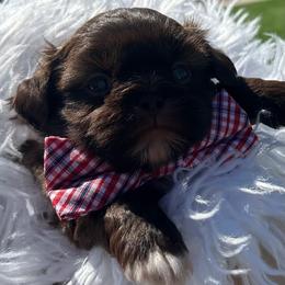 Royce - Liver male Shih Tzu puppy in Coolidge, Arizona from Shih Tzu’s  ‘N’ Love