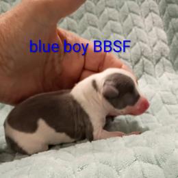 BBSF - Blue male Italian Greyhound puppy in Babson Park, Florida from Quality Italian Greyhounds