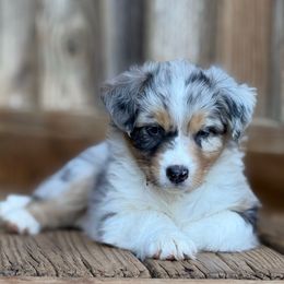 Blue merle female 1 - Blue merle female Australian Shepherd puppy in Martinsville, Virginia from KT’s Aussies
