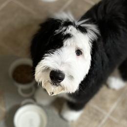Sheepadoodles from Ruby of Idaho