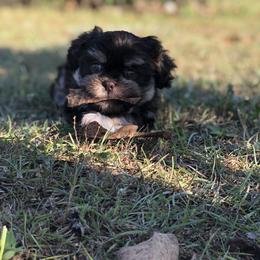 Shih Tzu Puppies from Shih tzu adventures of Santa Rosa Florida