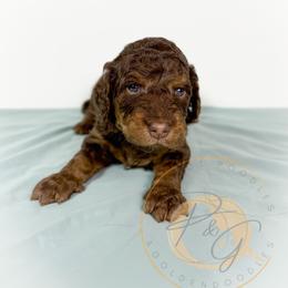 Roland (red collar) - Phantom male Goldendoodle puppy in Murrieta, California from Apricot Poodles & Goldendoodles, LLC