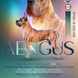 Aengus - Great Dane