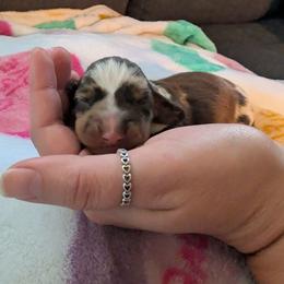Girl 1 - Dapple female Dachshund puppy in Ormond Beach, Florida from Manpaw Puppies
