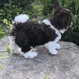 Biewer Terriers from Nashville Biewer LLC