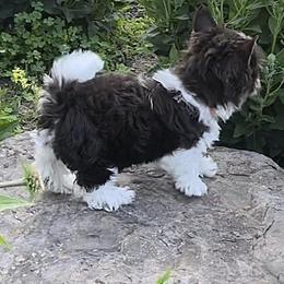 Biewer Terriers from Nashville Biewer LLC