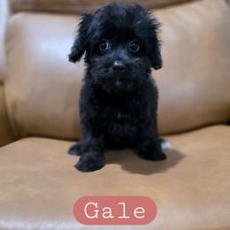 Gale - female Cavapoochon puppy in Bullard, Texas from Cavapoochon Central LLC