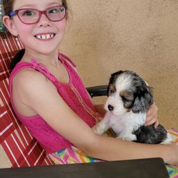 Cavapoo Puppies from Southwest Cavapoos
