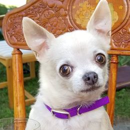 Chihuahuas from Jackie's Chihuahuas