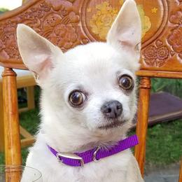 Chihuahuas from Jackie's Chihuahuas