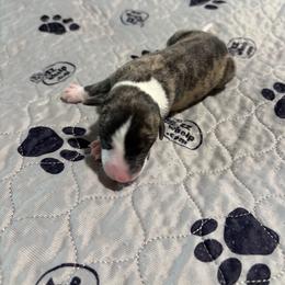Lynx - Fawn brindle male Whippet puppy in Fort Myers, Florida from Rainbow Whippets