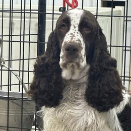 Lacey - English Springer Spaniel