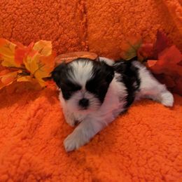 Shih Tzu Puppies from Sassy Shih Tzu Puppies