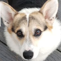 Pembroke Welsh Corgis from East Coast Corgis
