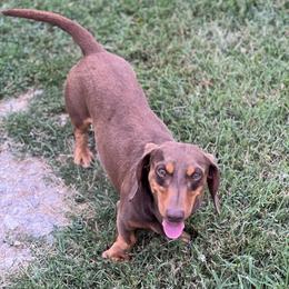 Ocean - Dachshund