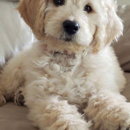 Double Doodle and Goldendoodle Puppies from Davis Doodles