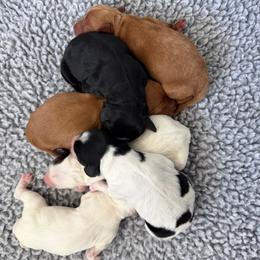 Litter Theme TBD - Black male Australian Labradoodle puppy in Cashmere, Washington from Mountain Home Doodles