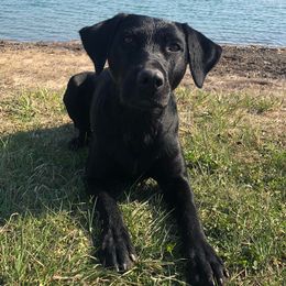 Labrador Retrievers from Farm Creek Retrievers