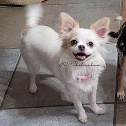 Lily - Chihuahua