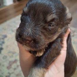 Bowie - Liver male Miniature Schnauzer puppy in Clemmons, North Carolina from Schnauzer Snobs
