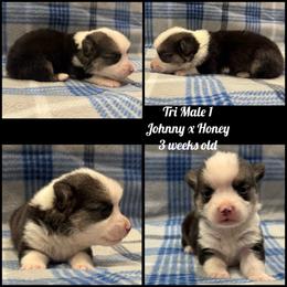 Red Headed Tri Male 1 - Black and tan male Pembroke Welsh Corgi puppy in Stephenville, Texas from Rising JM Pembrokes