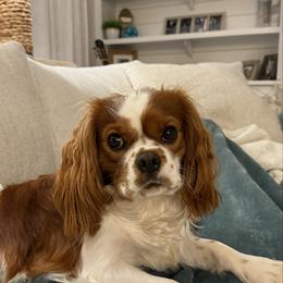 Yoshi - Cavalier King Charles Spaniel