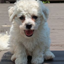 Girl 2 - White female Bichon Frise puppy in Holt, Michigan from JMs Bichons