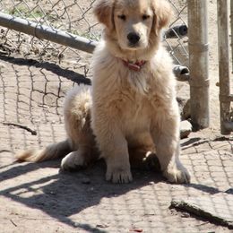 Golden Retriever Puppies from OPK Goldens