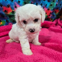 Tyga - White male Bichon Frise puppy in Neosho, Missouri from Cooley's Cuddle Pups